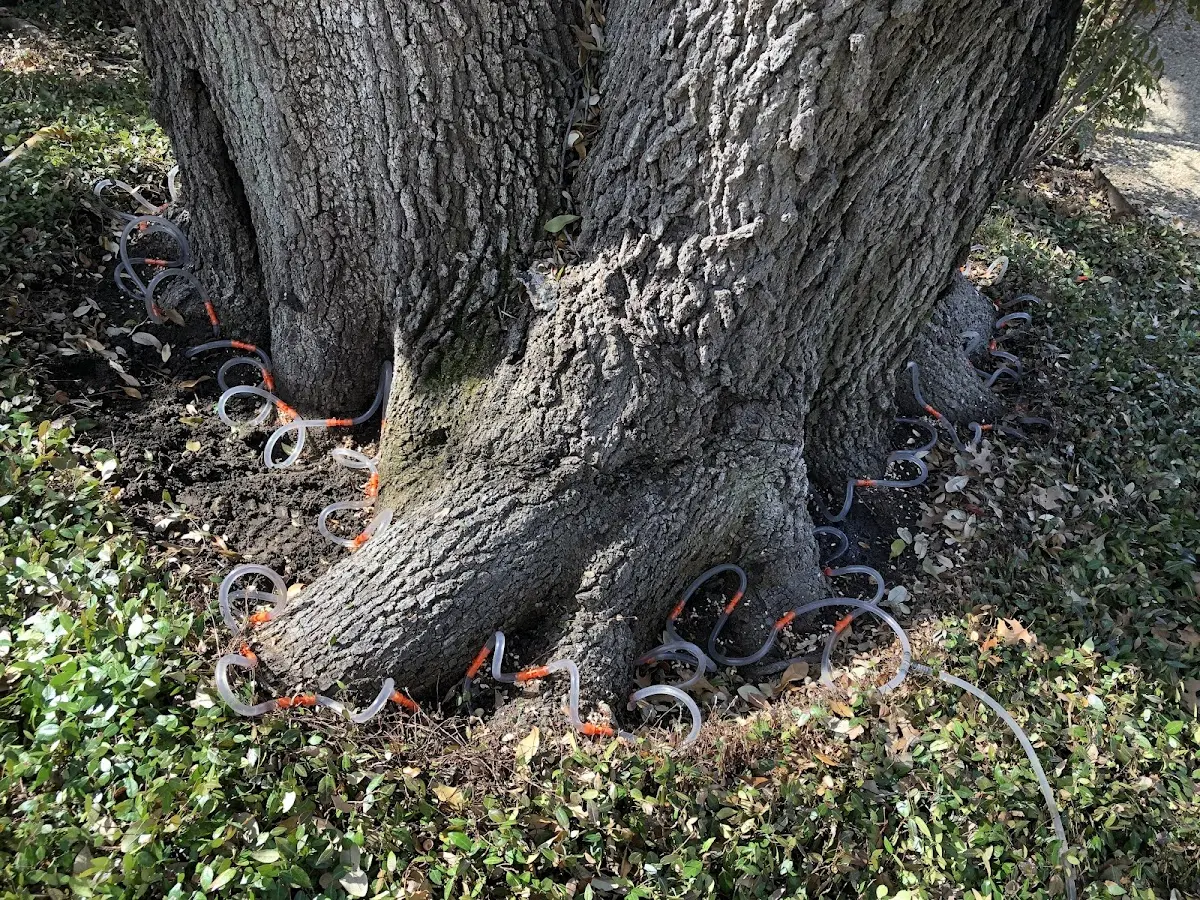 Detailed Tree Cabling and Bracing job site in Balsam