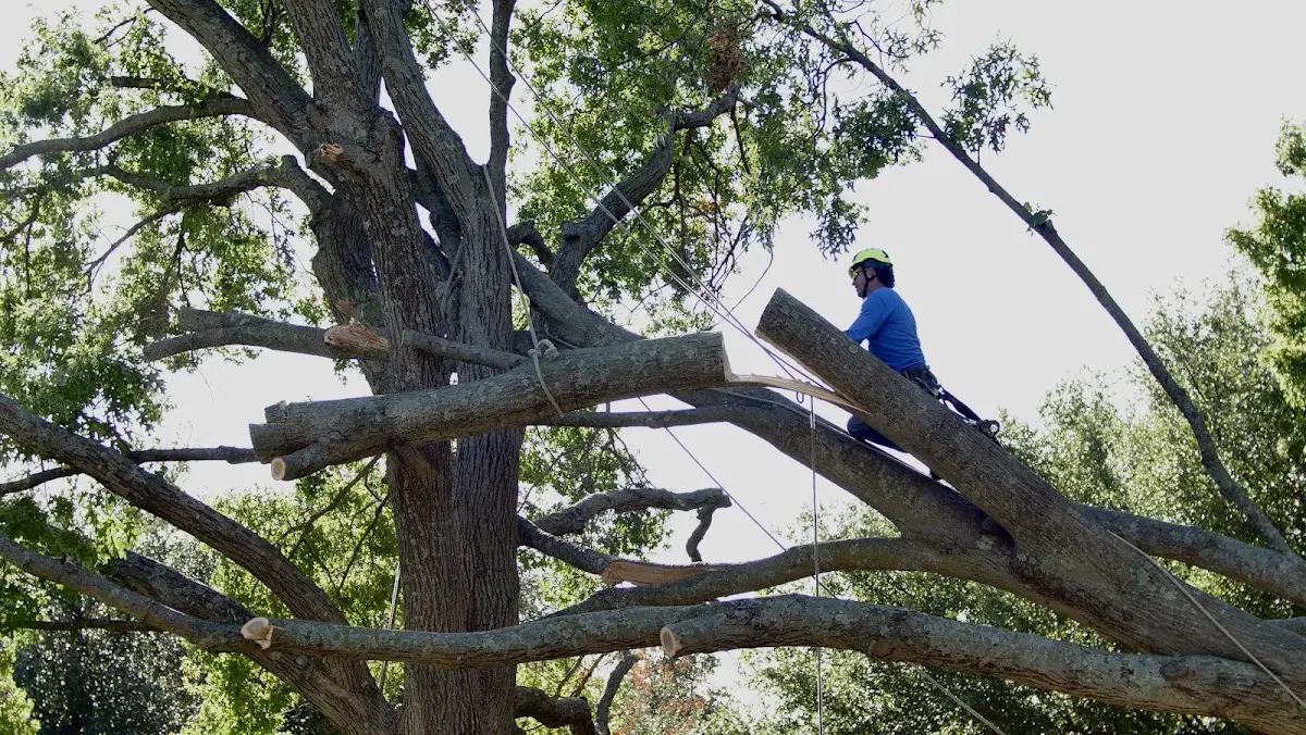 Professional Hazardous Tree Removal performed by certified arborists in Balsam