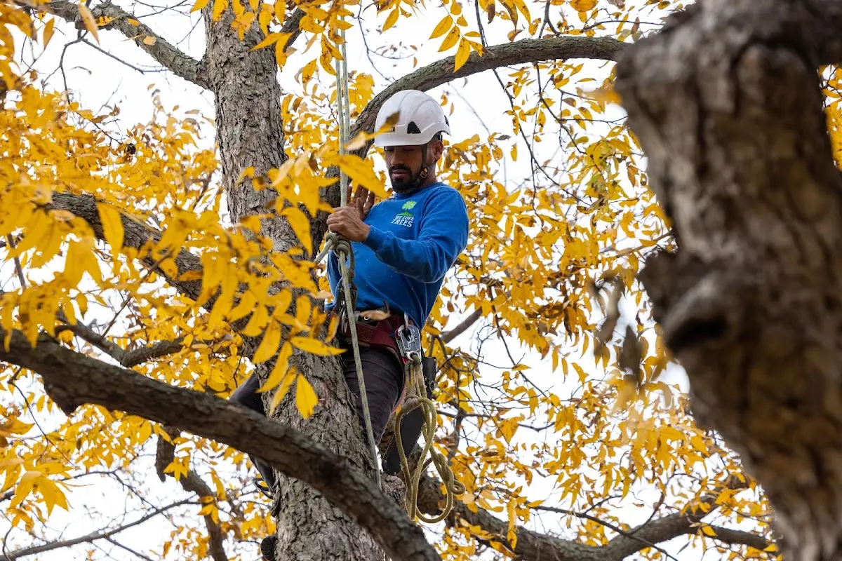Skilled Tree Transplanting crew working in Balsam