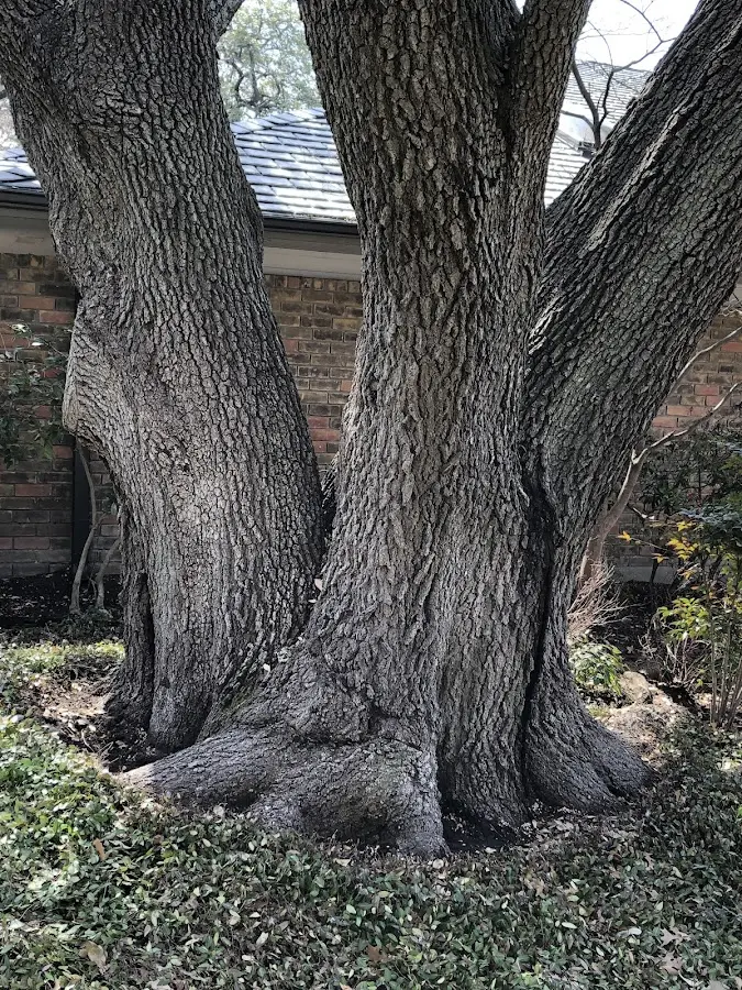 Mature heritage tree close to a Balsam property cared for by certified arborists